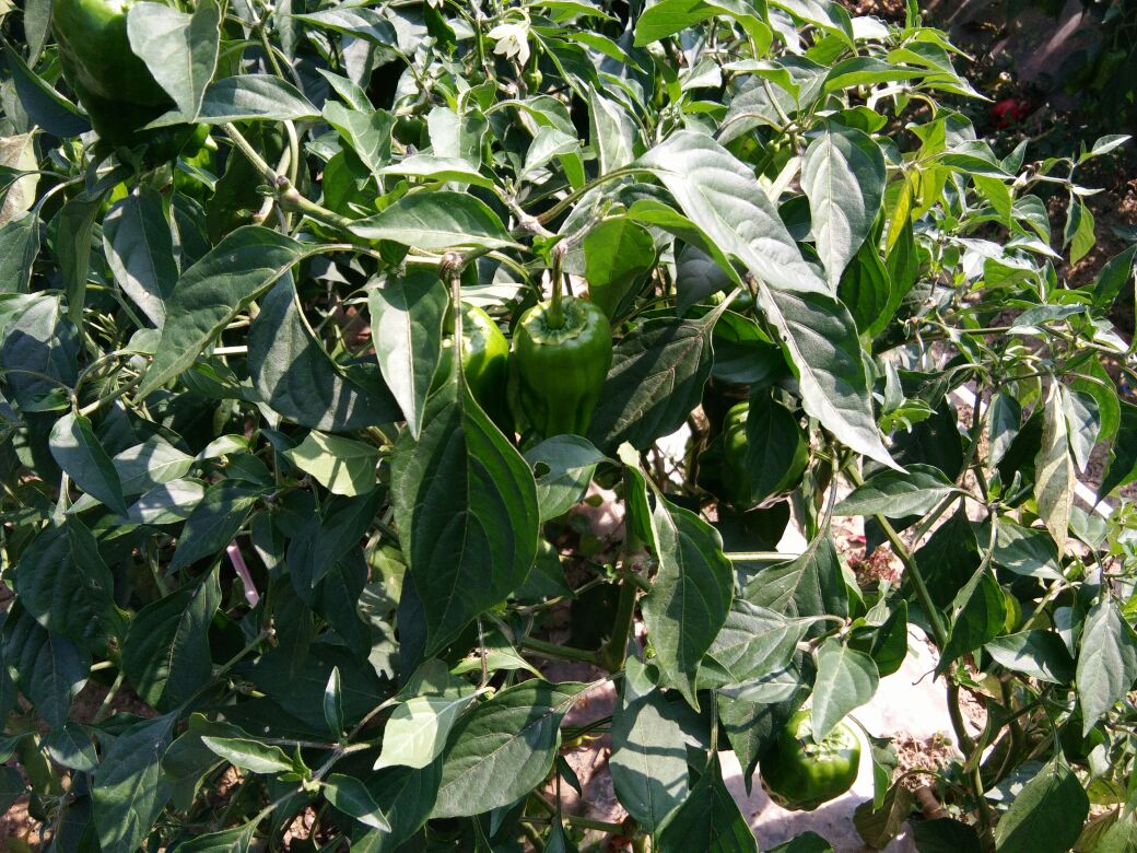 孩子,你真的害怕了吗:星空综合(图1) 星空·综合体育