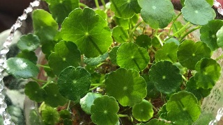 秋瑾株洲故居修复开馆 搜罗20多万块百年青砖:星空综合(图1) 星空综合