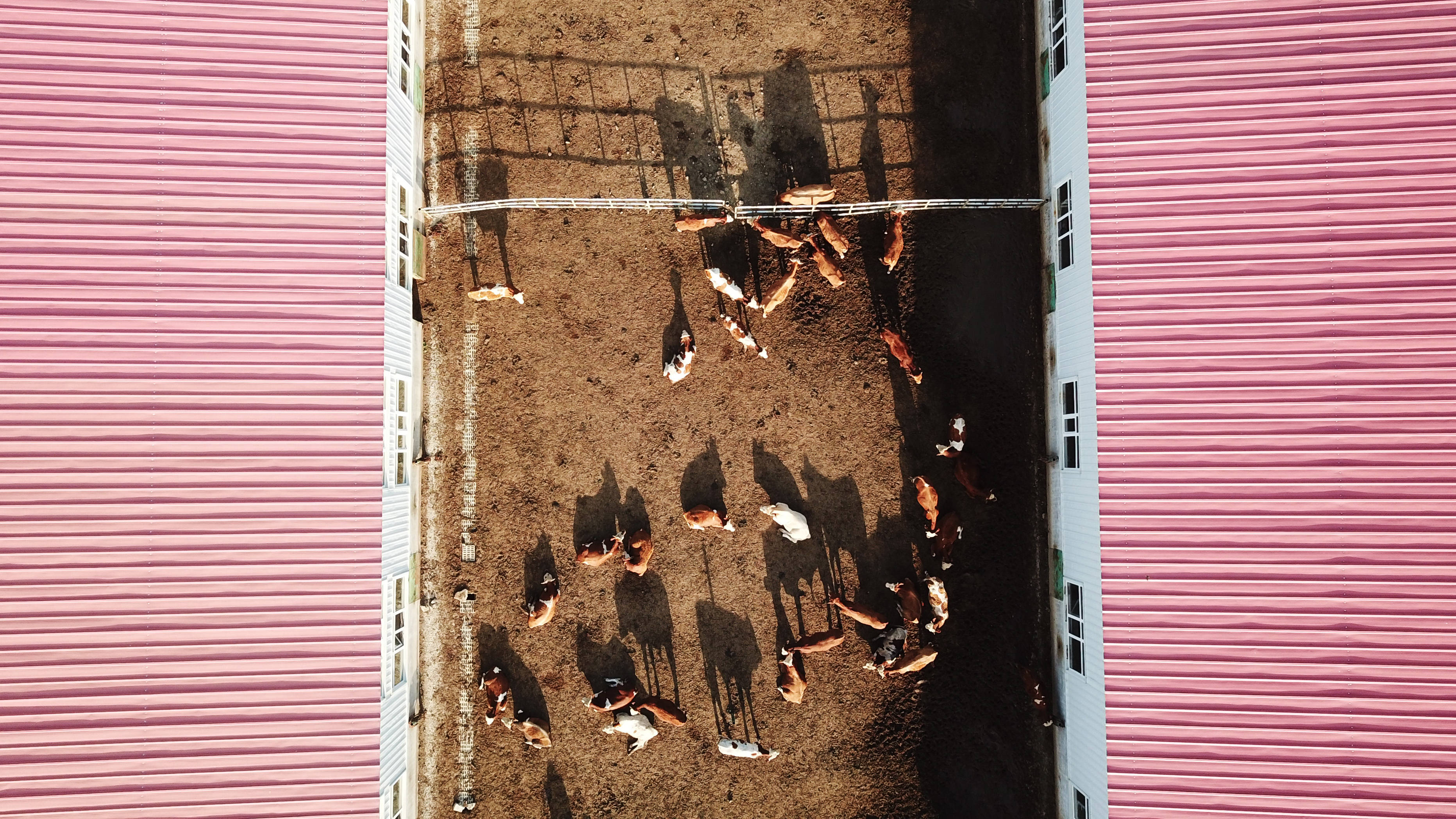 星空综合_
黑龙江东宁：肉牛养殖助脱贫(图2)