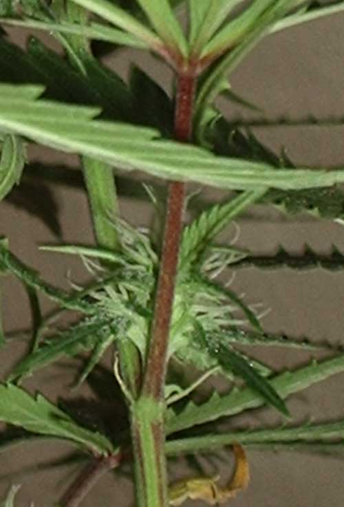 星空·综合体育:指甲长了,日子短了,情丝断了,诙谐间人生百态一帧一秒流过,带(图2) 星空综合